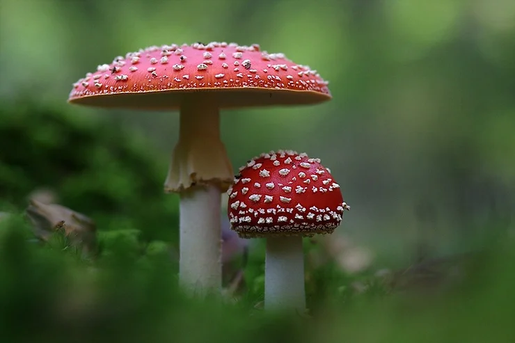3 Magic Amanita Mushroom Products For Beginners