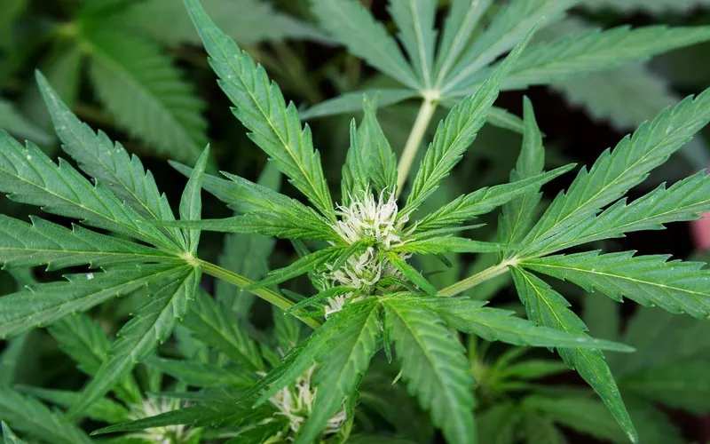 Cannabinoids: A Plant-Based Alternative?