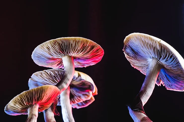 Can Psilocybin Mushrooms Raise Climate Change Awareness?